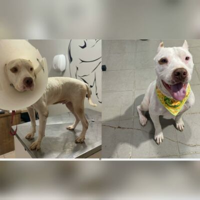 Imagem da notícia PM de Costa Rica adota cachorro que sofria maus tratos e emplaca campanha